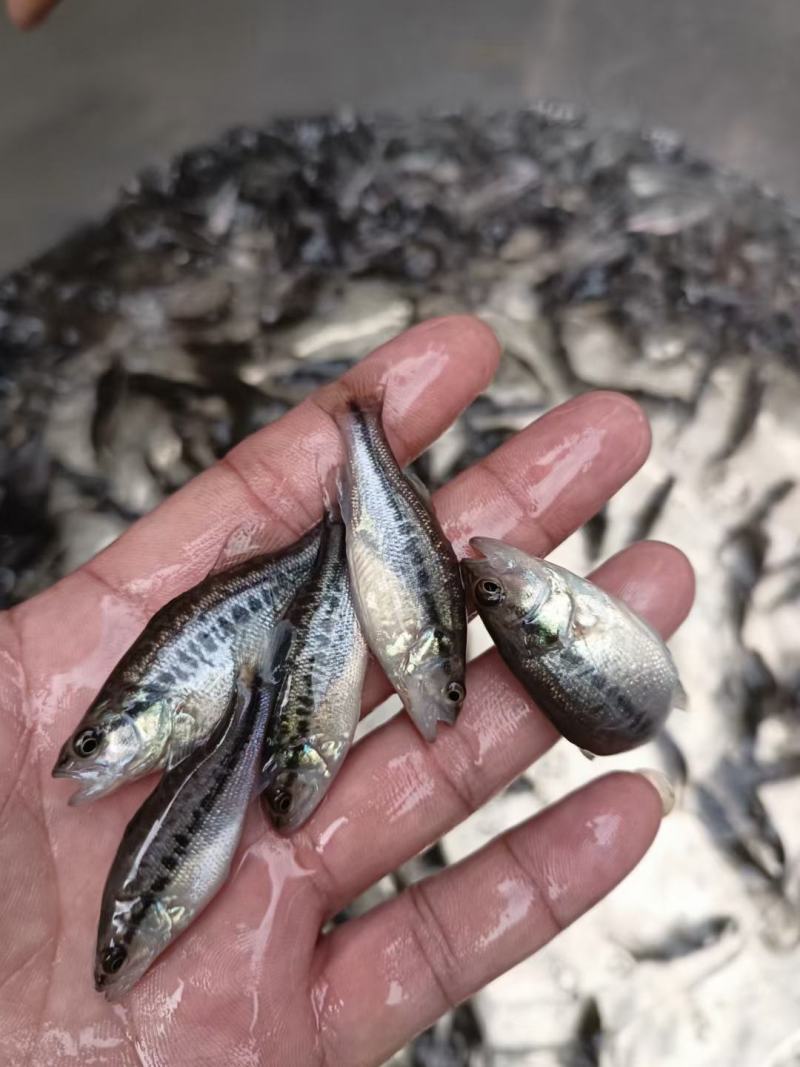 【鲈鱼苗】、加州鲈鱼苗，基地直供，成活率高，养殖技术指导