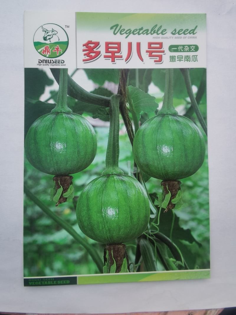 南瓜种子多早八号青绿外观美品质优早熟结瓜多