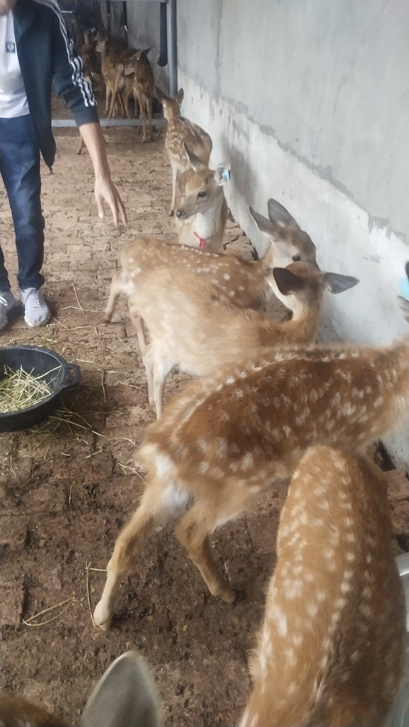 杀肉梅花鹿活体，成年种鹿，繁殖母鹿，梅花鹿幼崽