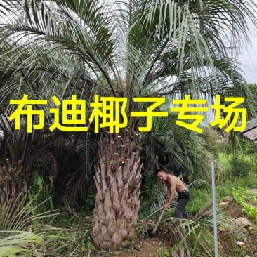 杆高2米自然高度4米江苏布迪椰子价格