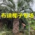 杆高2米自然高度4米江苏布迪椰子价格