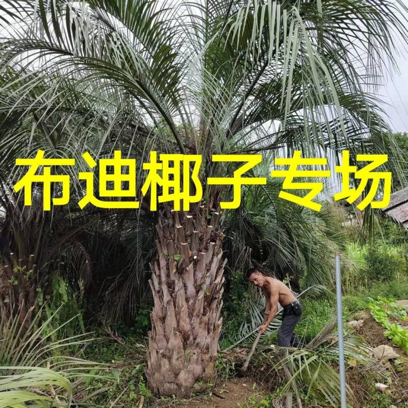 杆高2米自然高度4米江苏布迪椰子价格