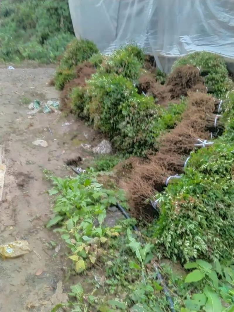 南天竹、南天竹地苗、南天竹基地年产量500万