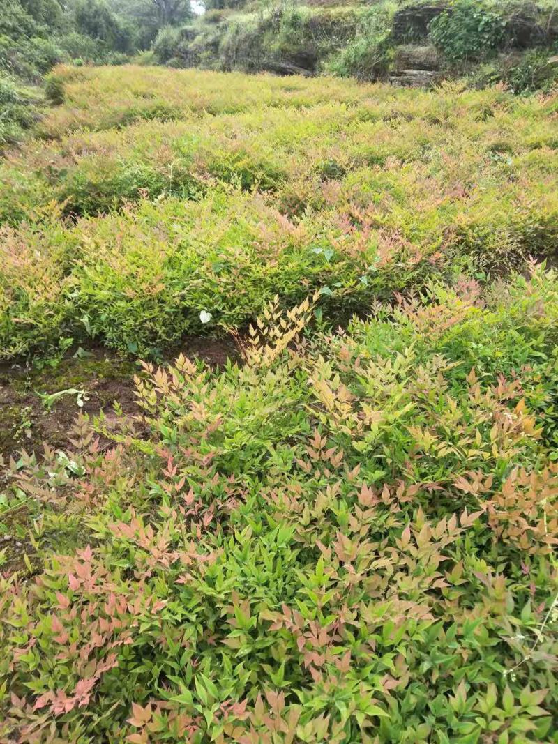 南天竹、南天竹地苗、南天竹基地年产量500万