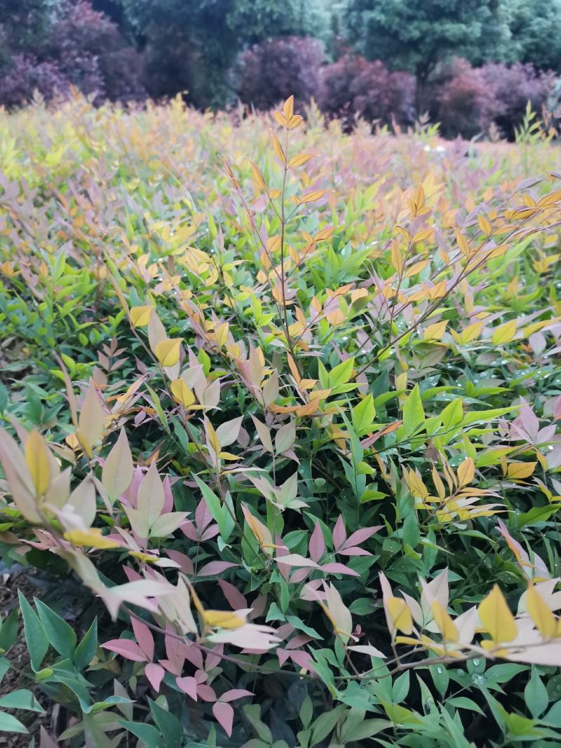 南天竹、南天竹地苗、南天竹基地年产量500万