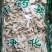 玉簪花白玉簪花白鹤花玉泡花新货冷背药材齐全