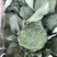 西兰花