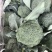西兰花