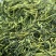杜仲雄花花粉多新货农副产品不满意可退换货