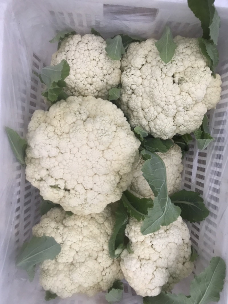 有机花