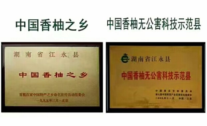湖南江永正宗老树沙田柚，无公害，施农家肥，清甜可口。
