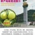 湖南江永正宗老树沙田柚，无公害，施农家肥，清甜可口。