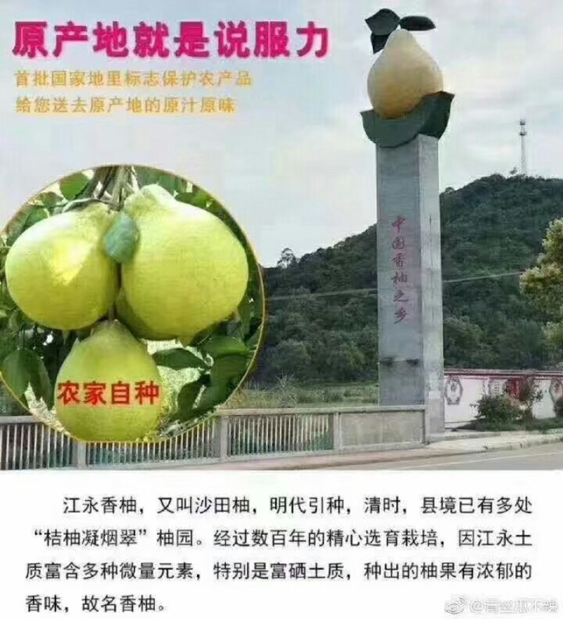 湖南江永正宗老树沙田柚，无公害，施农家肥，清甜可口。