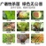 50%多菌灵大富生灰霉白粉叶斑锈病稻瘟白粉果树蔬菜杀菌剂