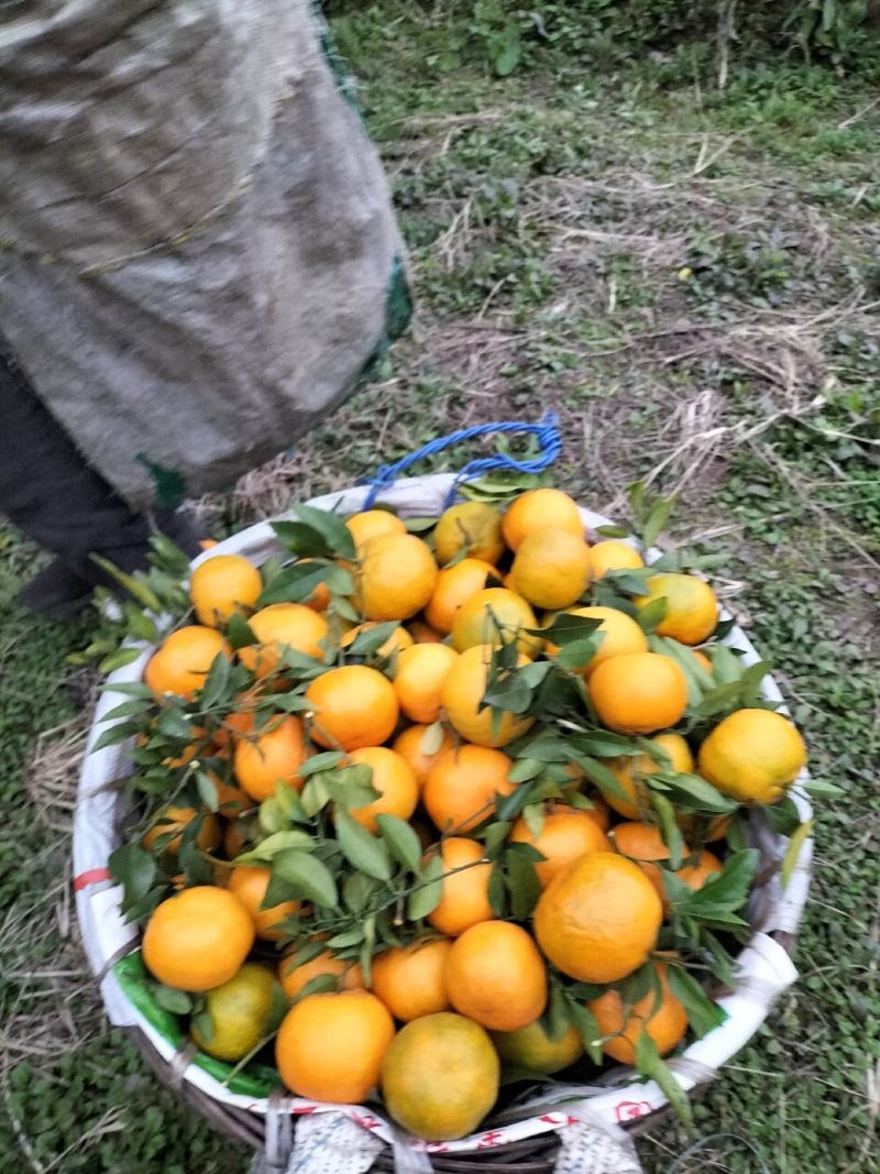 荣县留佳碰柑产地直销，全国供货，批发商**
