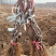 葡萄苗5bb嫁接砧木阳光十三葡萄苗基地发货保证纯度
