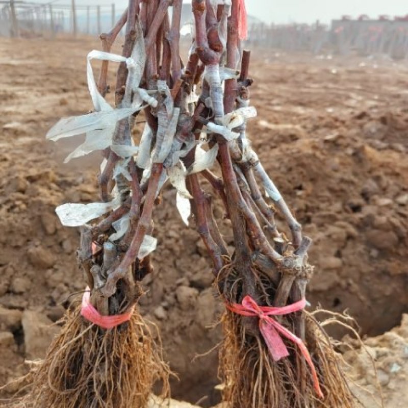葡萄苗5bb嫁接砧木阳光十三葡萄苗基地发货保证纯度