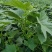 大田苗西瓜红,一点红,桂京8号,花叶紫罗兰......