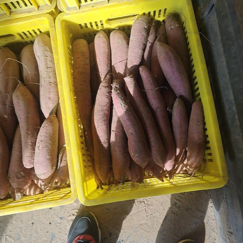 陕西渭南大荔济薯26红薯产地直供量大从优欢迎咨询采