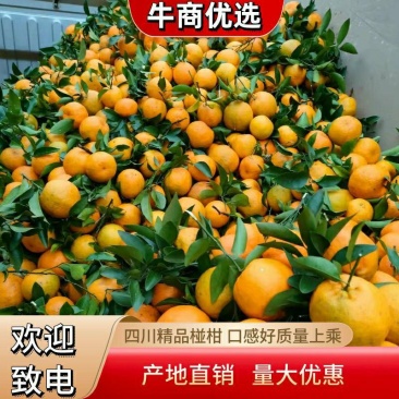 椪柑四川精品柑橘甘桔大量上市口感细腻无渣欢迎致电订购