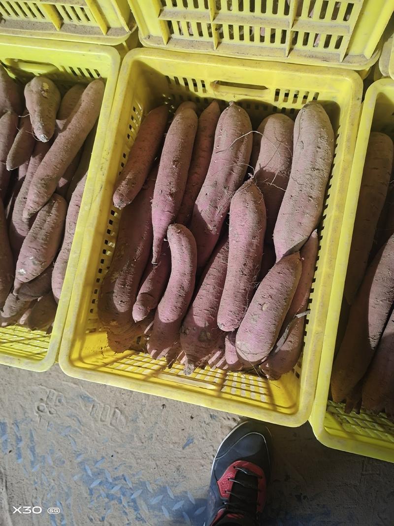 陕西渭南大荔济薯26红薯产地直供量大从优欢迎咨询采
