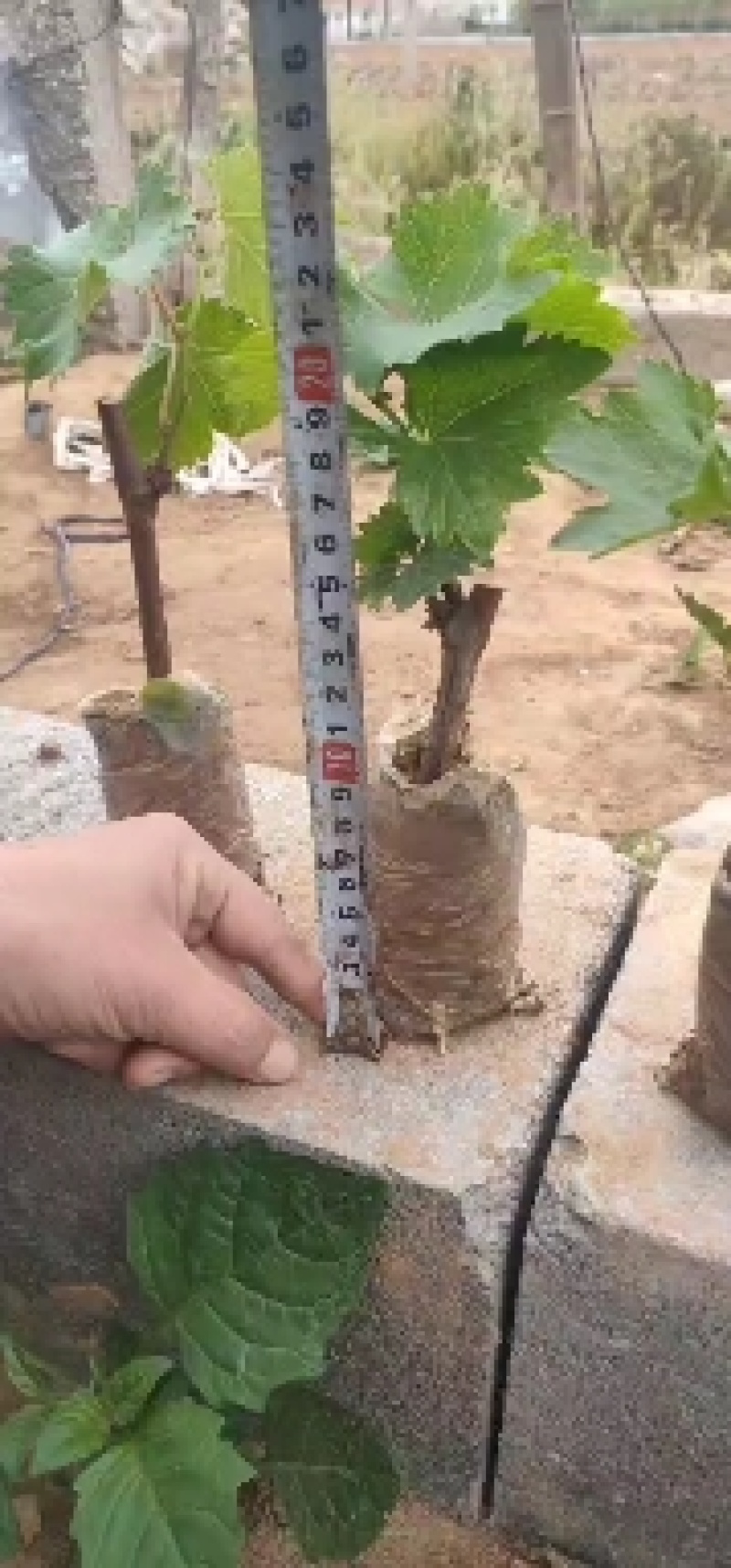 葡萄苗5bb嫁接砧木阳光十三葡萄苗基地发货保证纯度