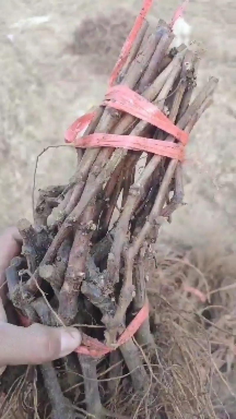 葡萄苗5bb嫁接砧木阳光十三葡萄苗基地发货保证纯度