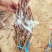 葡萄苗5bb嫁接砧木阳光十三葡萄苗基地发货保证纯度