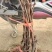 葡萄苗5bb嫁接砧木阳光十三葡萄苗基地发货保证纯度