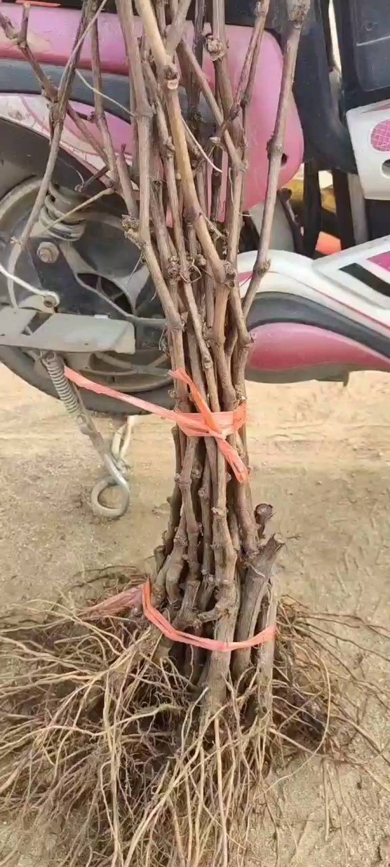 葡萄苗5bb嫁接砧木阳光十三葡萄苗基地发货保证纯度