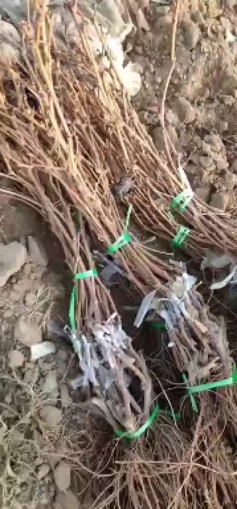 葡萄苗5bb嫁接砧木阳光十三葡萄苗基地发货保证纯度
