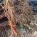 葡萄苗5bb嫁接砧木阳光十三葡萄苗基地发货保证纯度