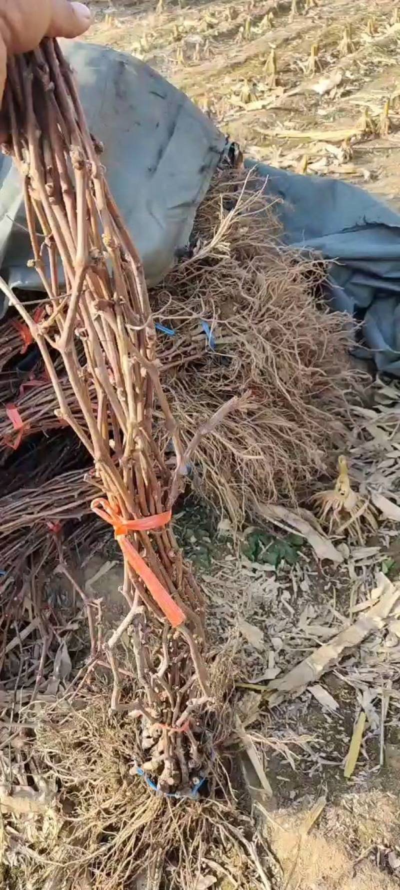 葡萄苗5bb嫁接砧木阳光十三葡萄苗基地发货保证纯度