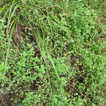 四川天然香炉草