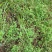 四川天然香炉草