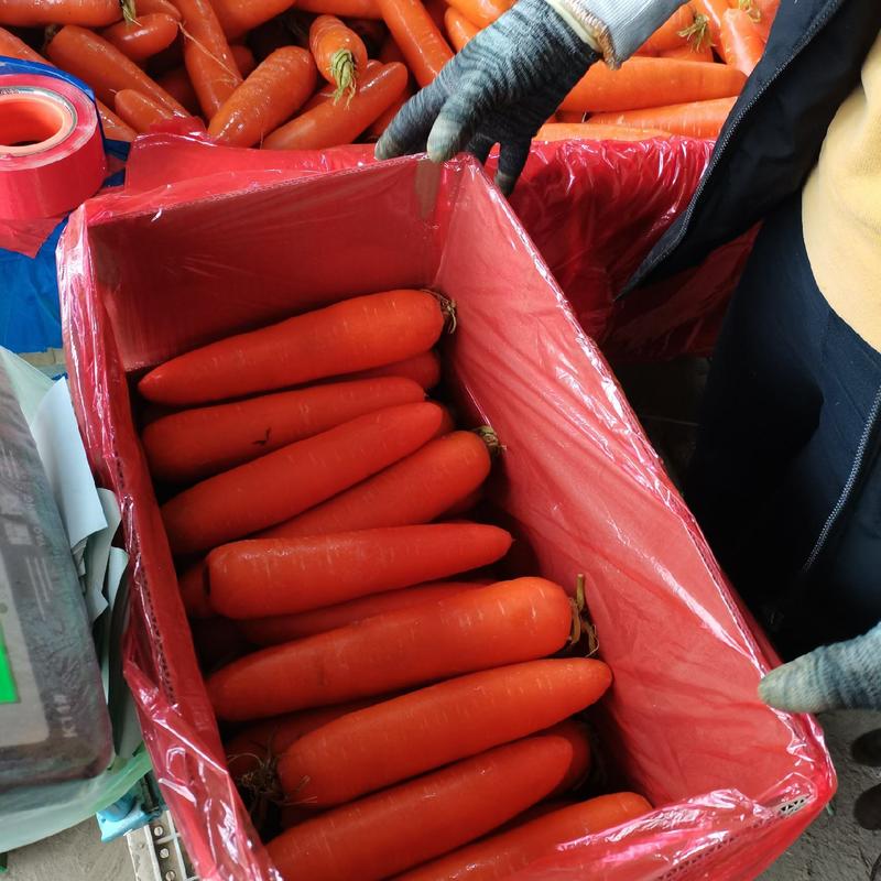 河南三红胡萝卜，杂交种胡萝卜，水洗，土货，半苗，产地直供