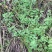 四川天然香炉草