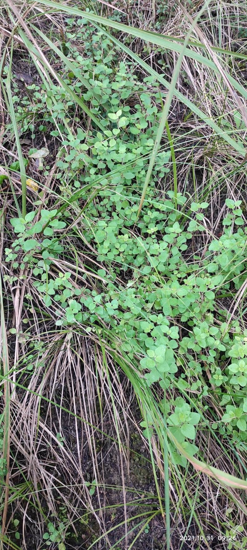 四川天然香炉草
