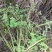 四川天然香炉草