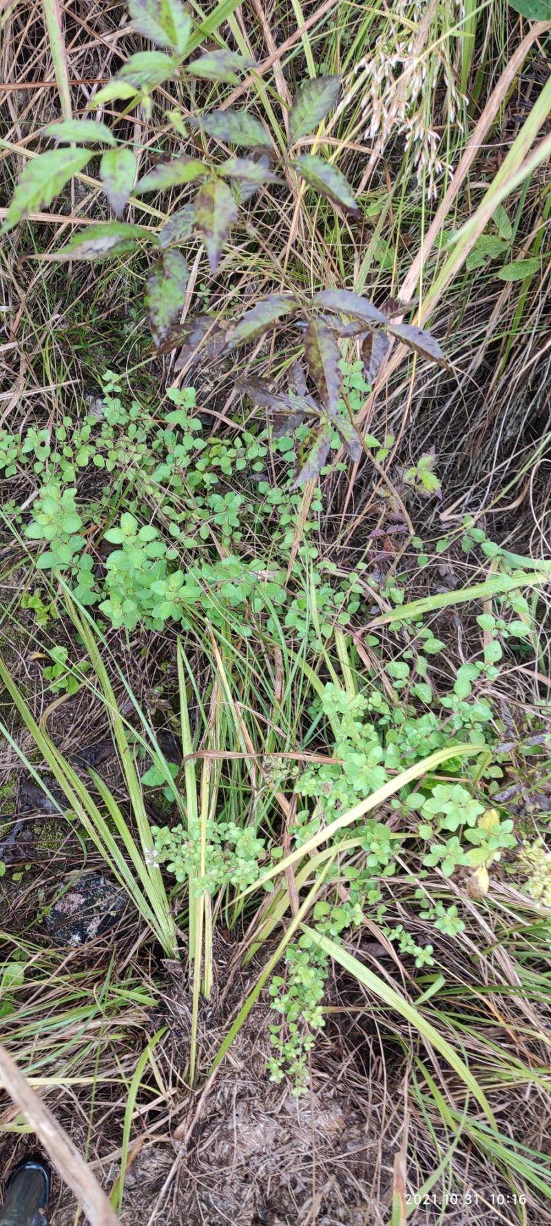 四川天然香炉草