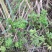 四川天然香炉草