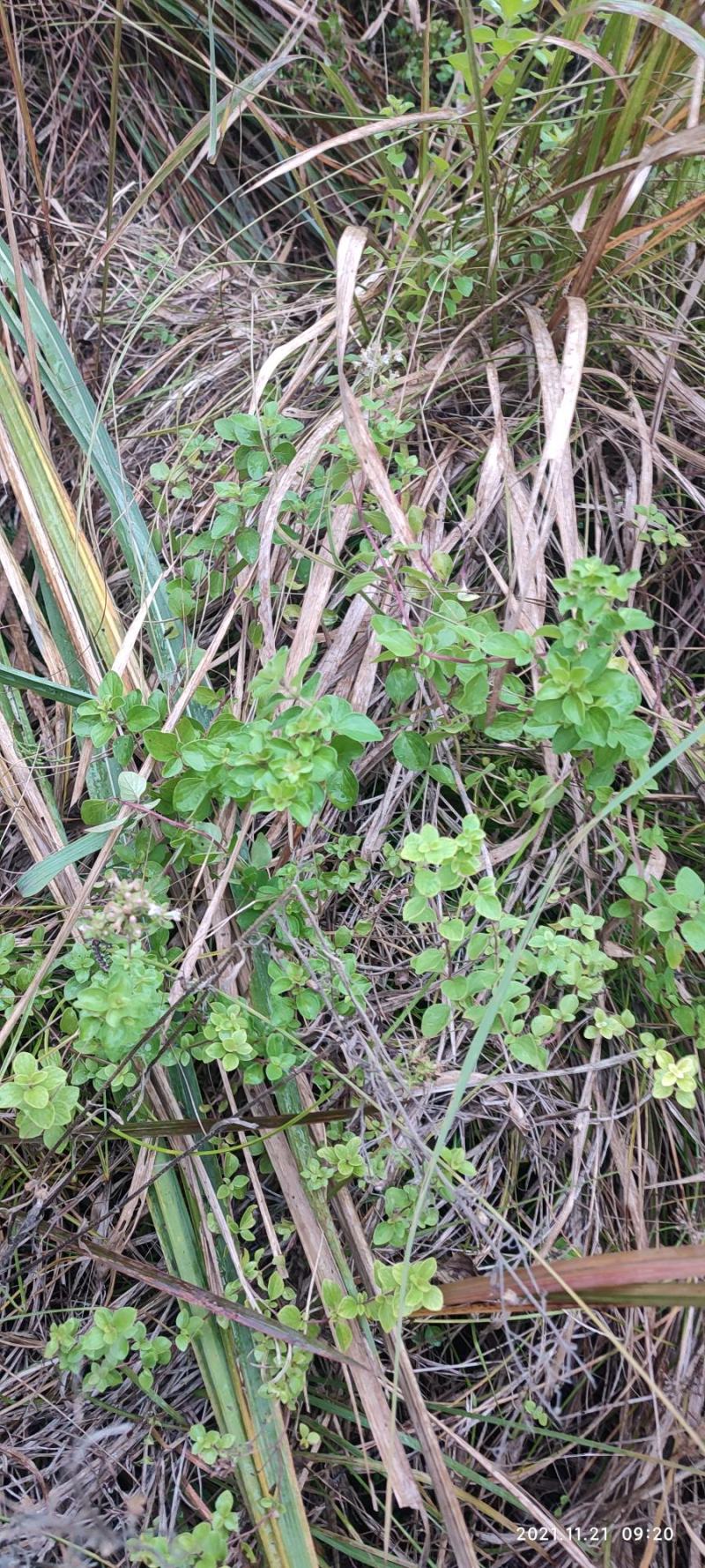 四川天然香炉草