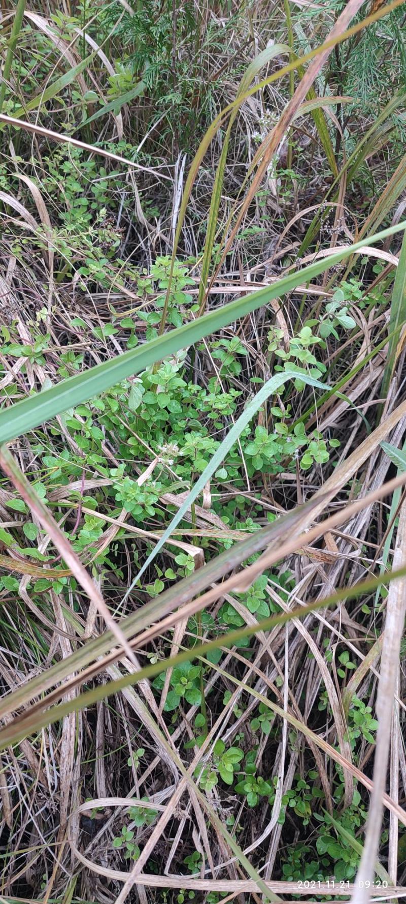 四川天然香炉草