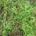 四川天然香炉草