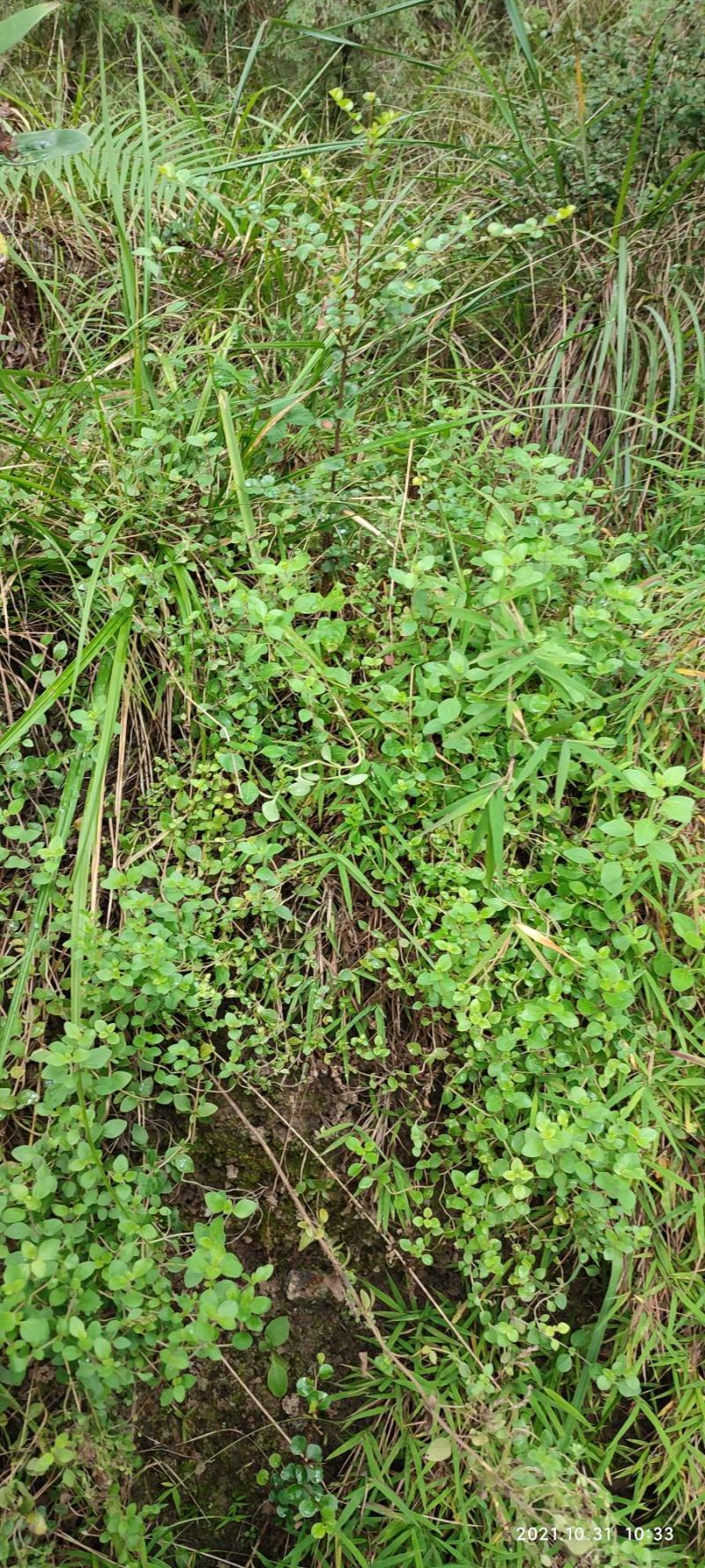 四川天然香炉草