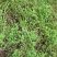 四川天然香炉草