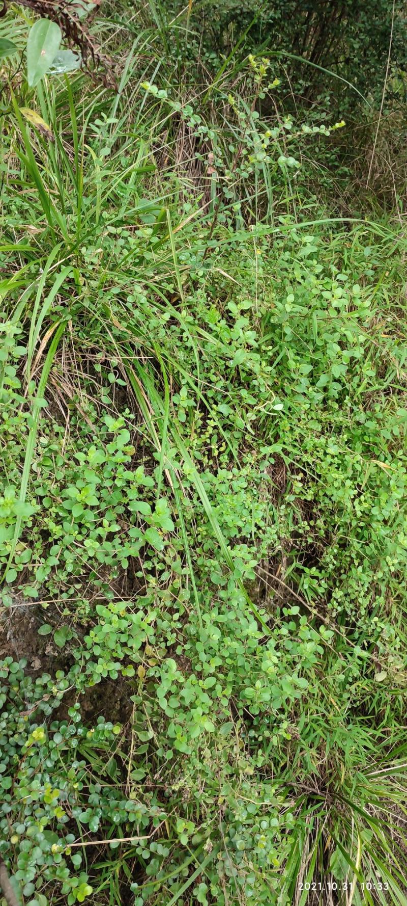 四川天然香炉草