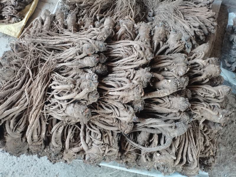 当归岷归来自甘肃千年药库源头供货自产自销