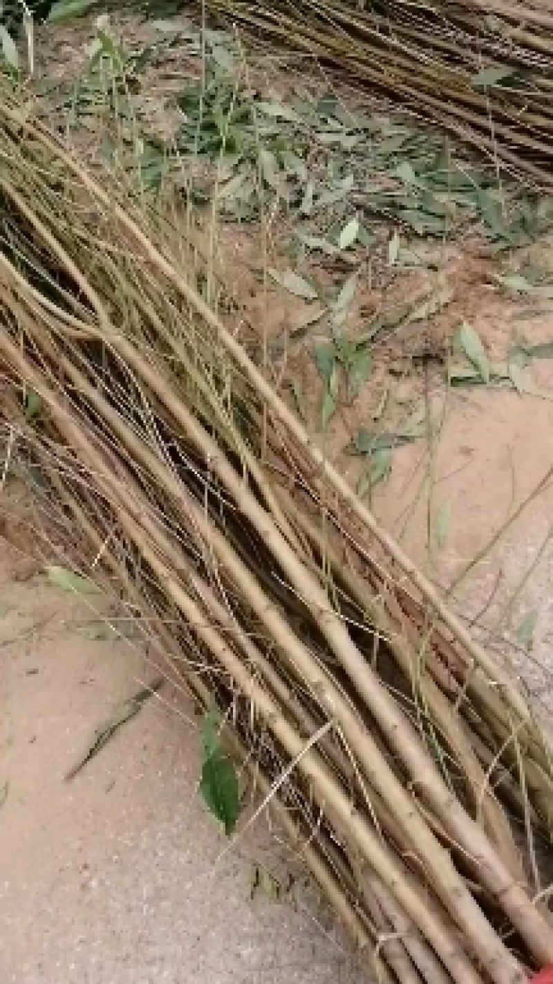 【包存活】占地毛桃苗，粘木嫁接桃树，南北方种植现挖先发