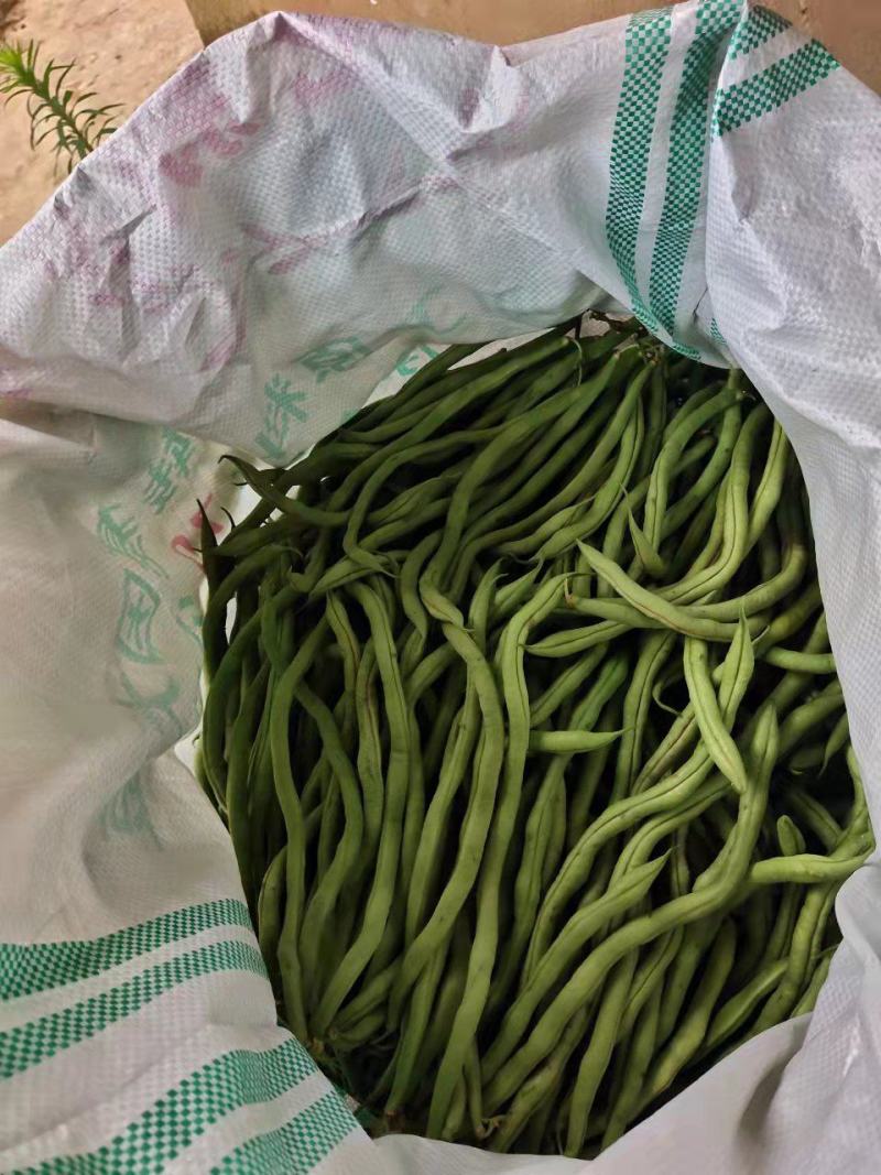 无筋豆